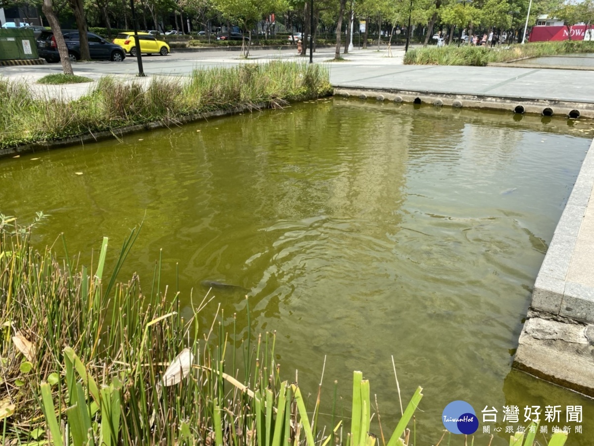 久旱水池優養化 中市建設局送水救魚命