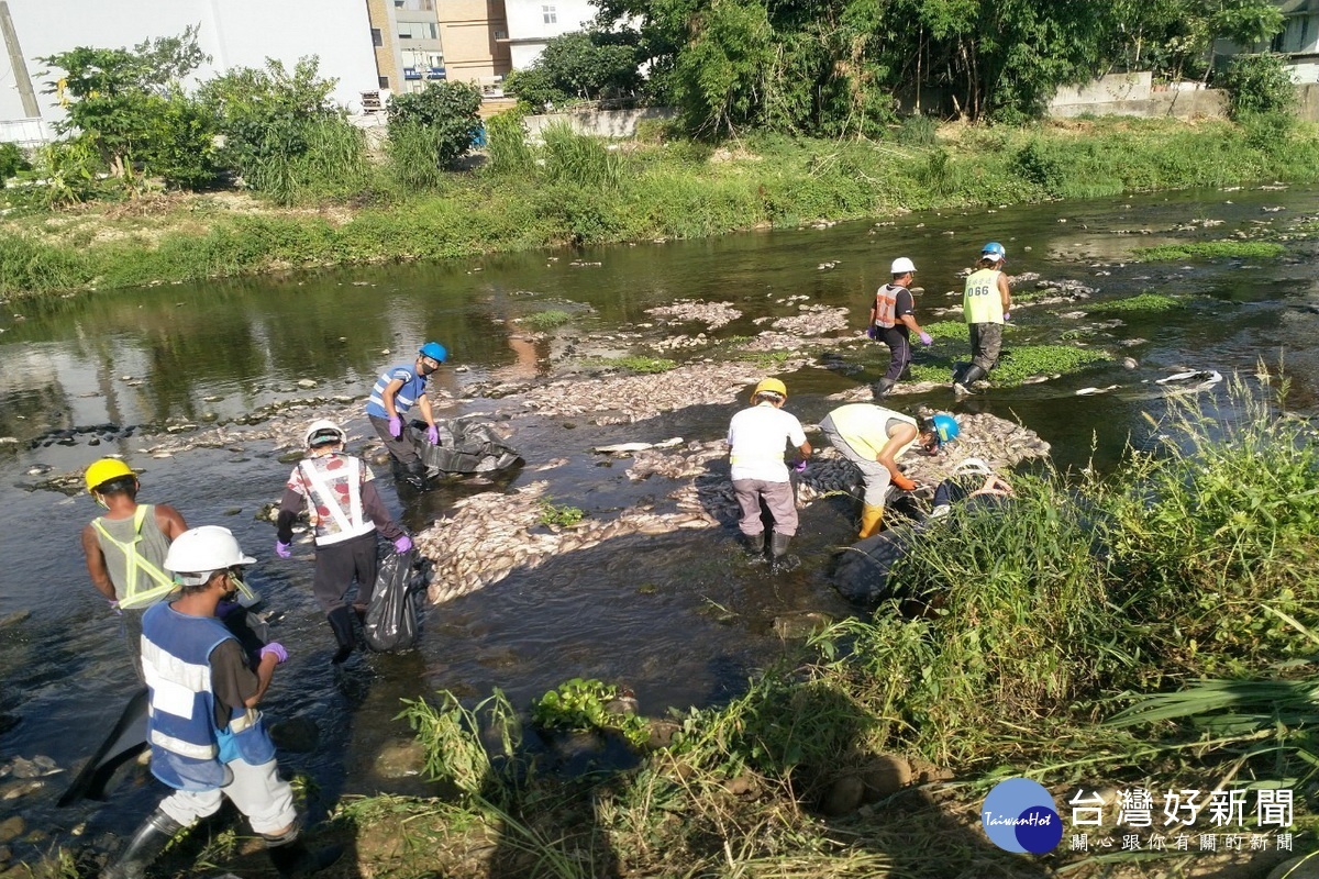 市府水務局派工打撈清除河川內死亡的魚隻。