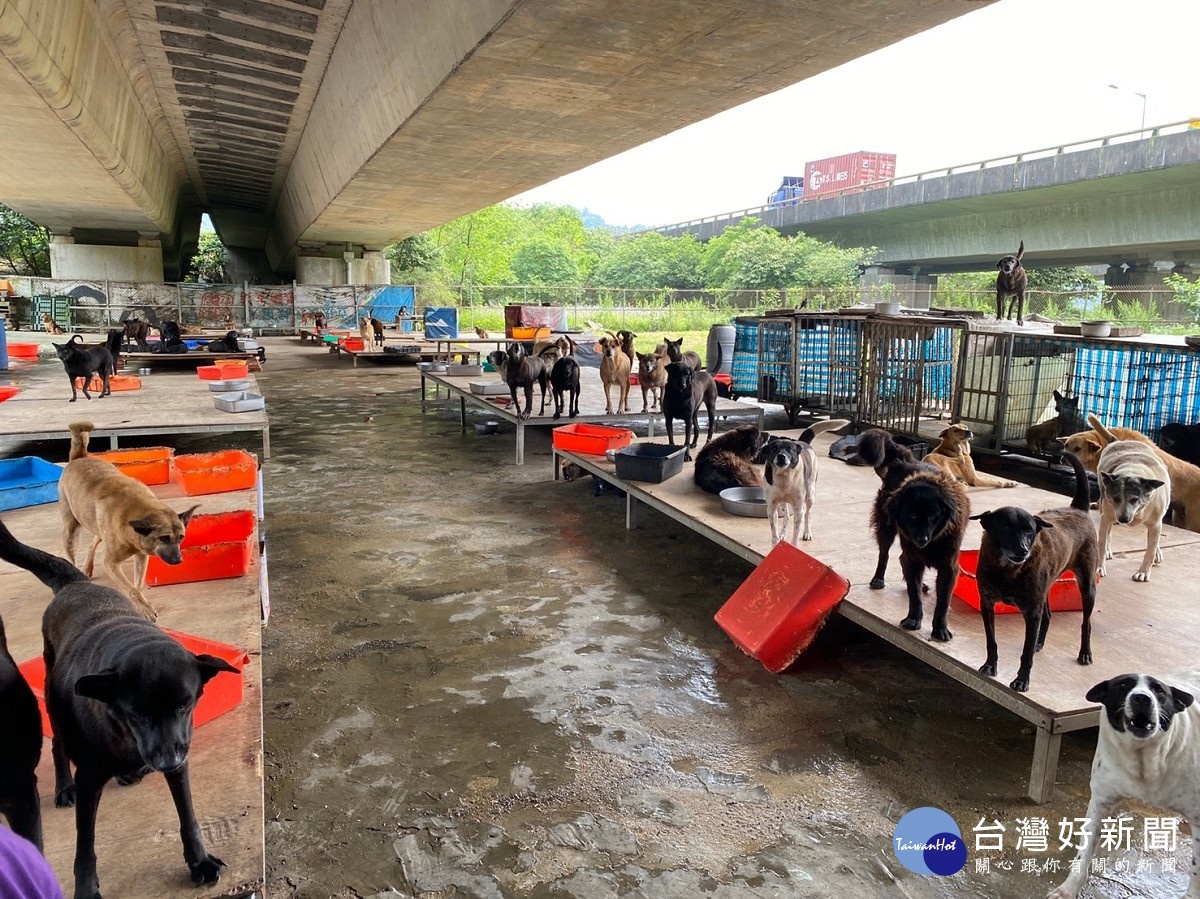 疫情期間避免狗場斷糧　響應新北愛心大平台捐贈飼料 台灣好新聞 第4張