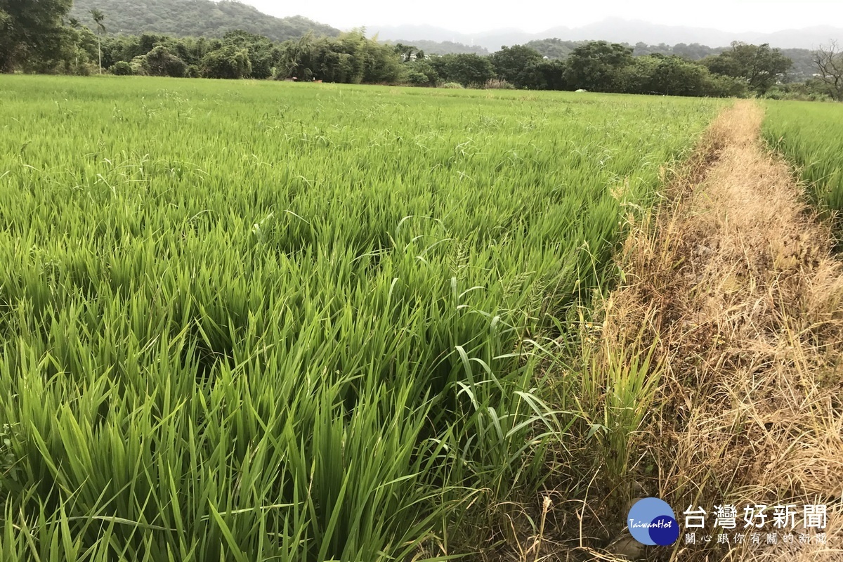 民眾於桃園市管河川區域內申請種植稻米。