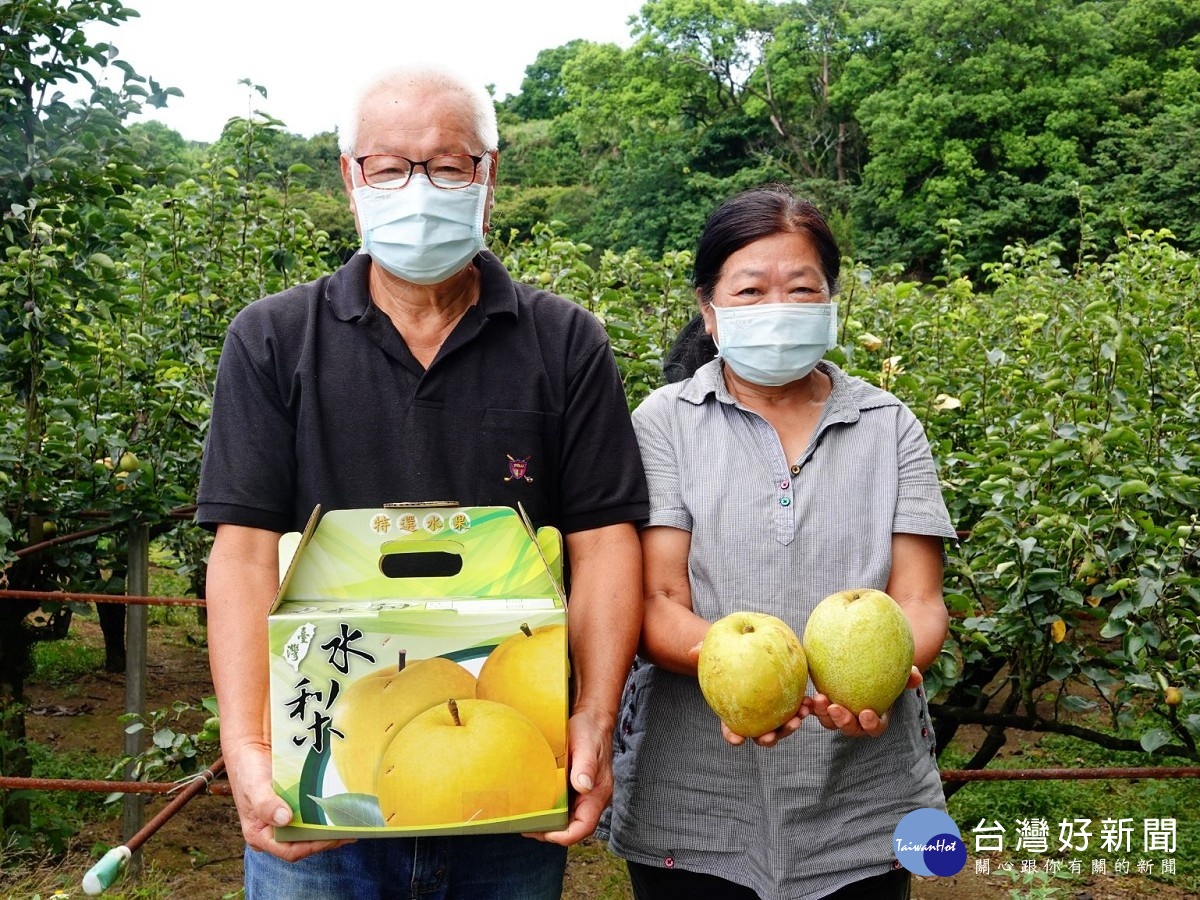 三芝蜜雪梨開賣　嚐鮮「正逢時」 台灣好新聞 第2張